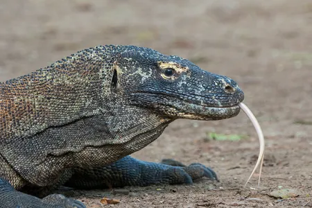 A Komodo dragon flicks its tongue out on Komodo Island, part of Komodo National Park in Indonesia.