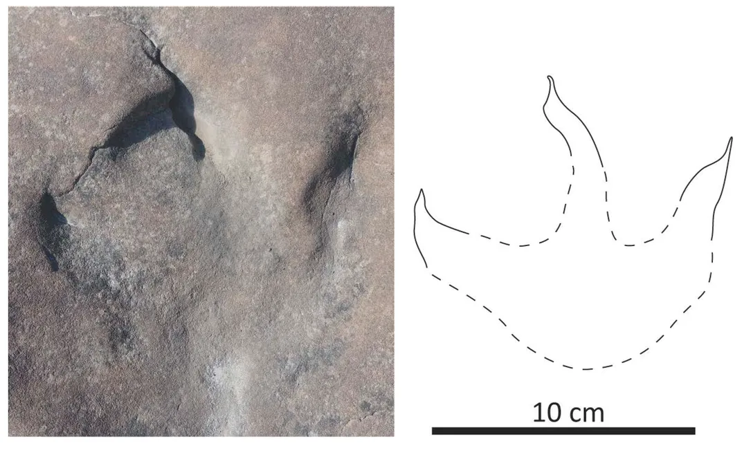 A side-by-side image and illustration of a 10 centimeter-wide theropod track found along the banks of the Kukpowruk river.