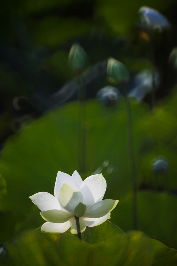 White Lotus thumbnail