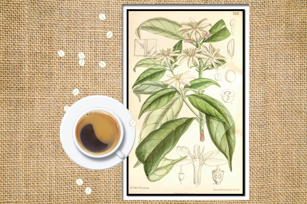 An 1896 illustration of Coffea stenophylla