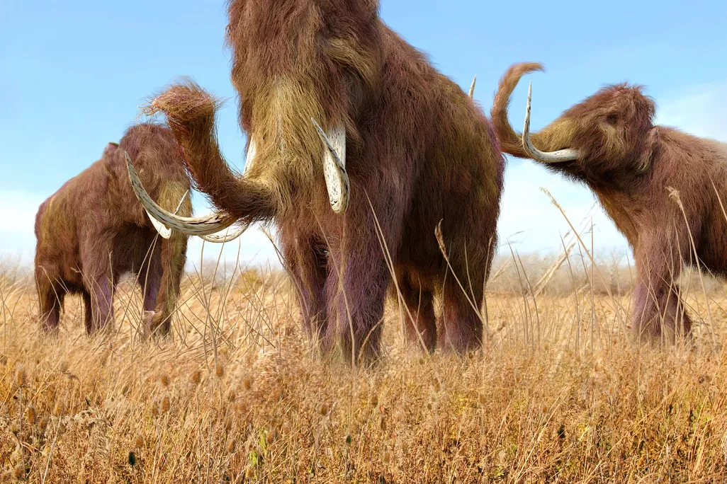 Woolly mammoths