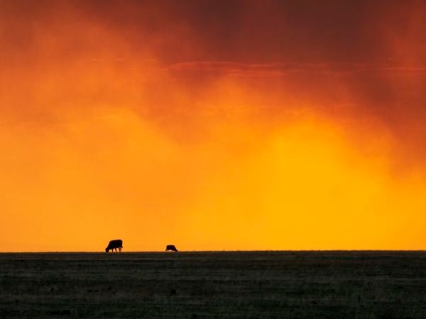 Cattle Grazing Under Smoke From Wildfires thumbnail