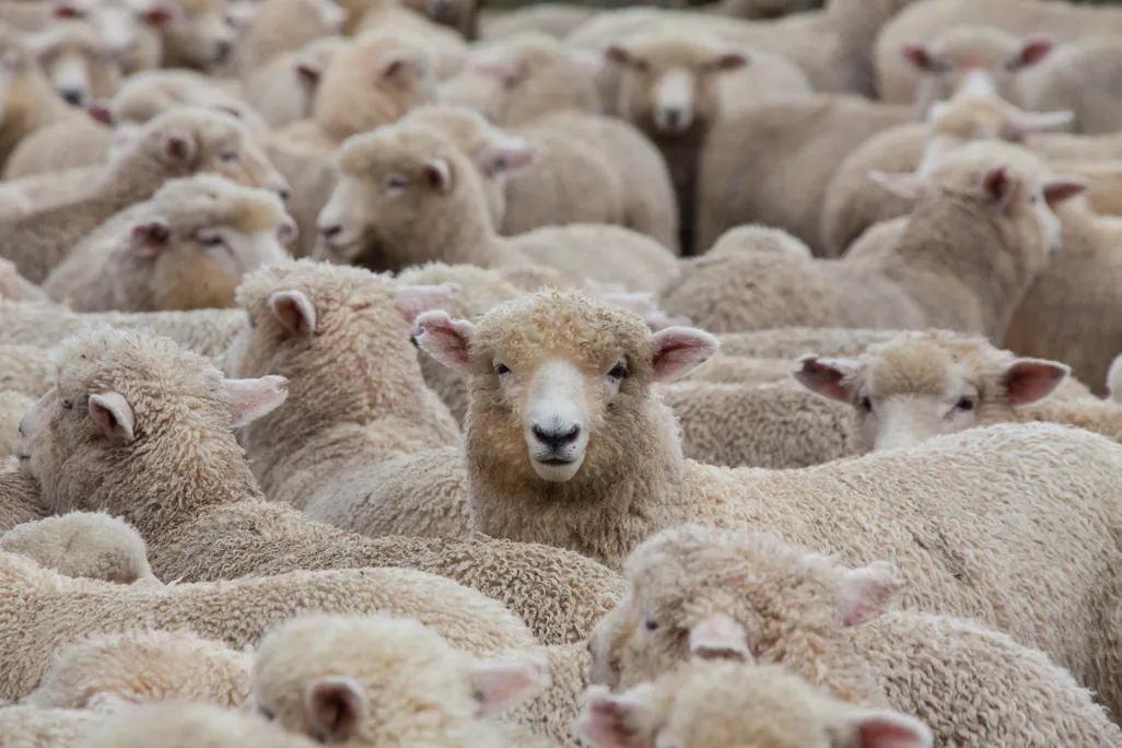 wool.jpg