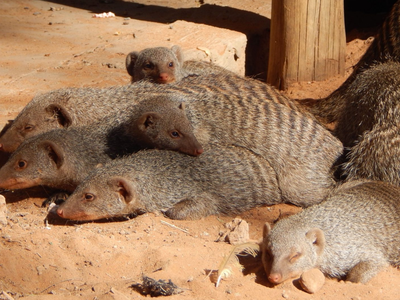 Banded mongoose use scent marking to communicate information to each other—but pathogens can hide in these secretions, too.