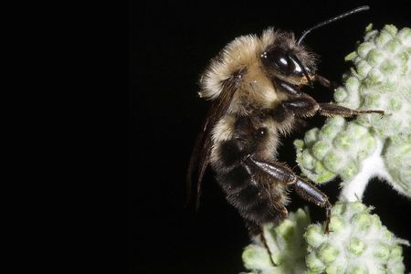 A study conducted during the 2017 total solar eclipse in North America found that bees remained active during the partial-eclipse phases both before and after the period of totality, but they essentially ceased flying during totality.