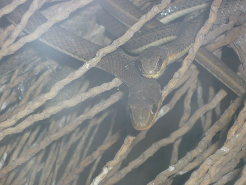 Ropes and snakes | Smithsonian Photo Contest | Smithsonian Magazine