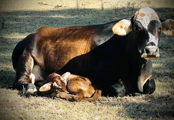 Moo-ther’s Love thumbnail