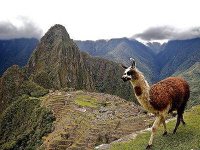 Llamas can still be found at Machu Picchu today.