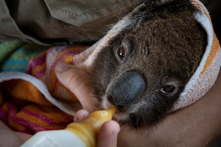 A young koala recovers at the wildlife park hospital.