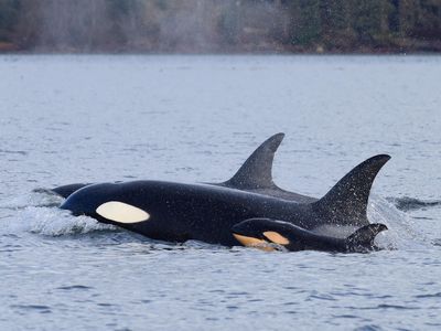 The mother orca and her newborn calf.
