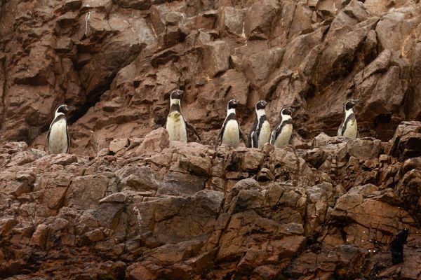 Penguins on top of Ballestas Islands thumbnail