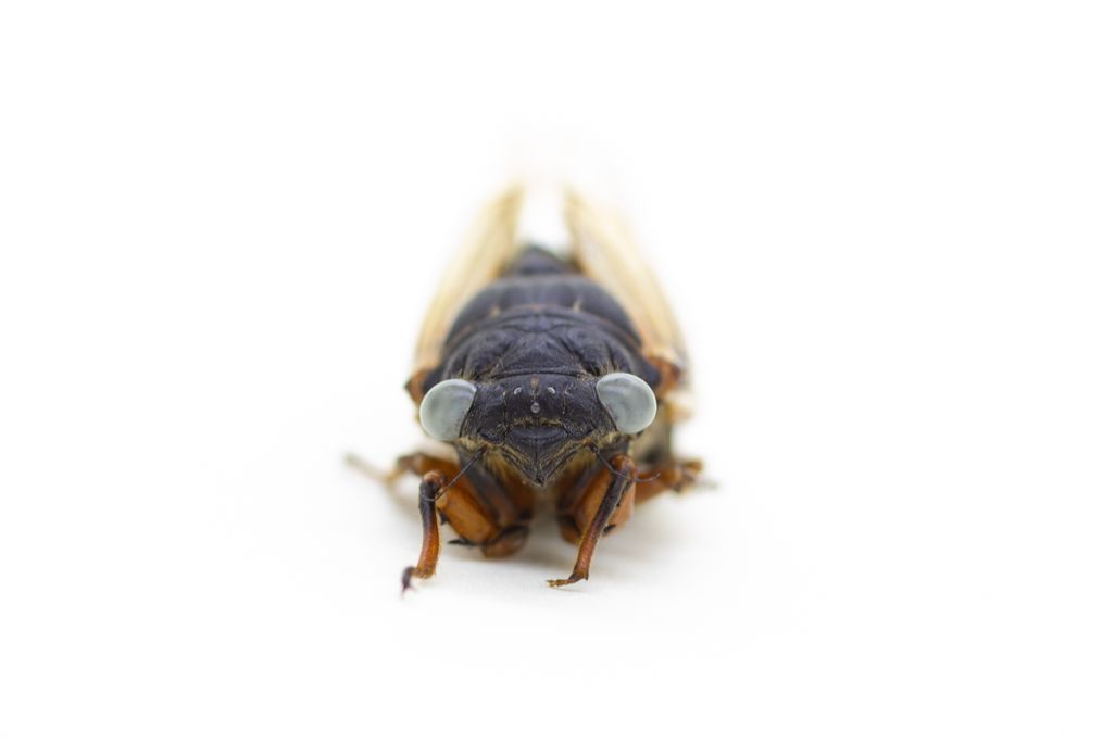 A cicada with blue-eyes
