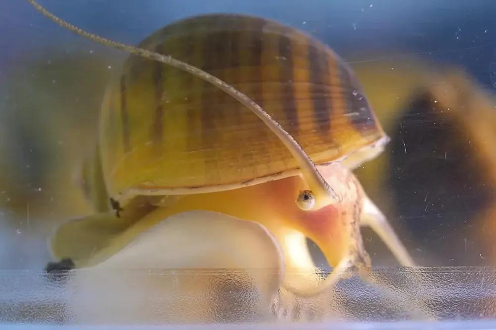close up of a snail with its eye visible
