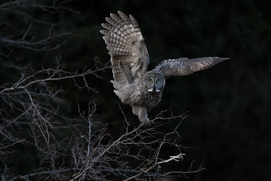 Aud_APA-2018_Great-Gray-Owl_P0-6609-1_Photo-Steve-Mattheis.jpg