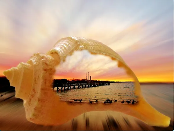 Curious conch shell. thumbnail