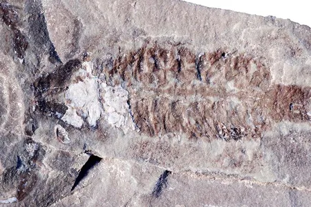 A fossil of Parioscorpio venator, a 437-million-year-old scorpion that resembles modern species.