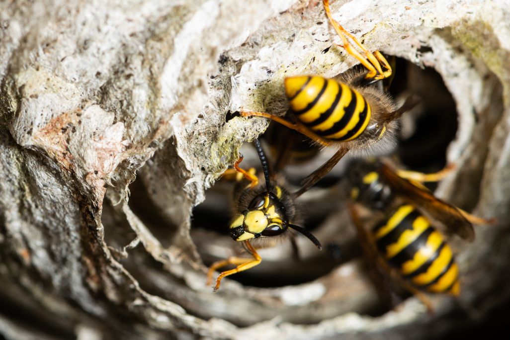 three wasps crawling in and out of the entrance of a nest