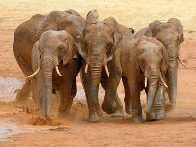 Elephants&#39; wrinkly trunks might serve a purpose and reveal whether the individual prefers to bend the handy appendage to the right or the left.