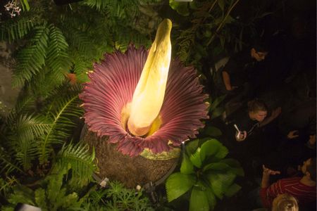 A blooming Amorphophallus titanum corpse flower looms over visitors at the University of Basel botanical garden in November 2012.