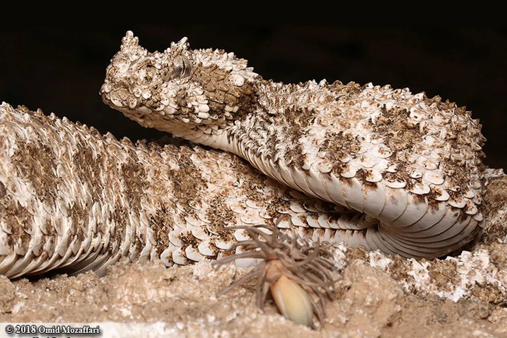 a brown snake with spots and a tail that resembles a spider