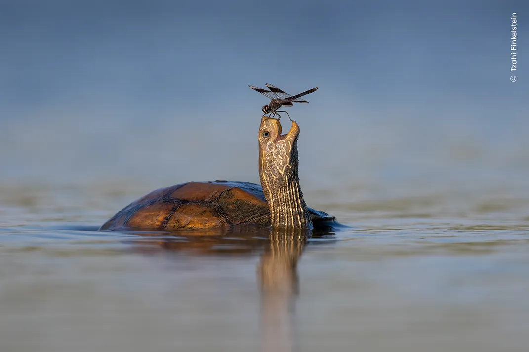 A dragonfly perches atop the nose of a turtle in the water with its head turned upward