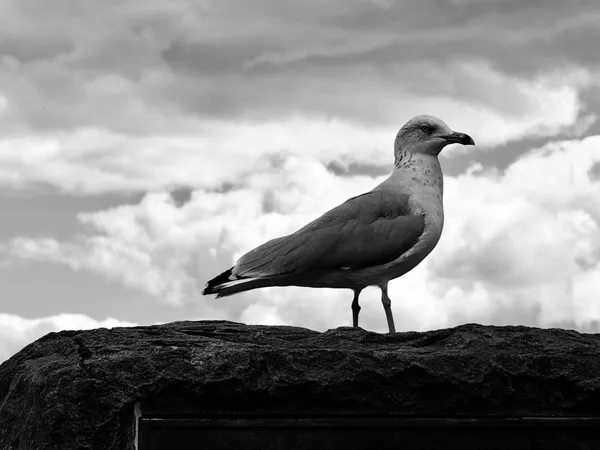 A Portrait thumbnail