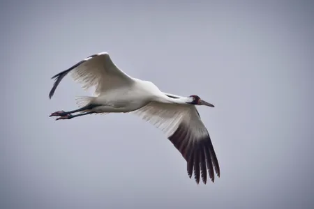 A whooping crane in flight in Texas.