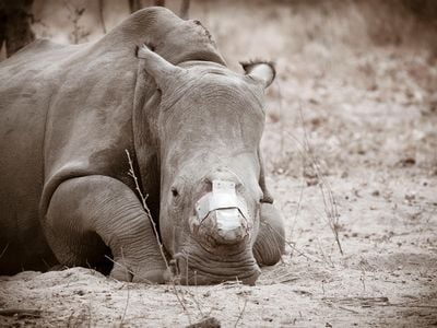 A de-horned rhino lies in the sand at Hoedspruit endangered species centre in South Africa. Rhinos are particularly vulnerable during wartime due to illegal trade of their horns for weapons.