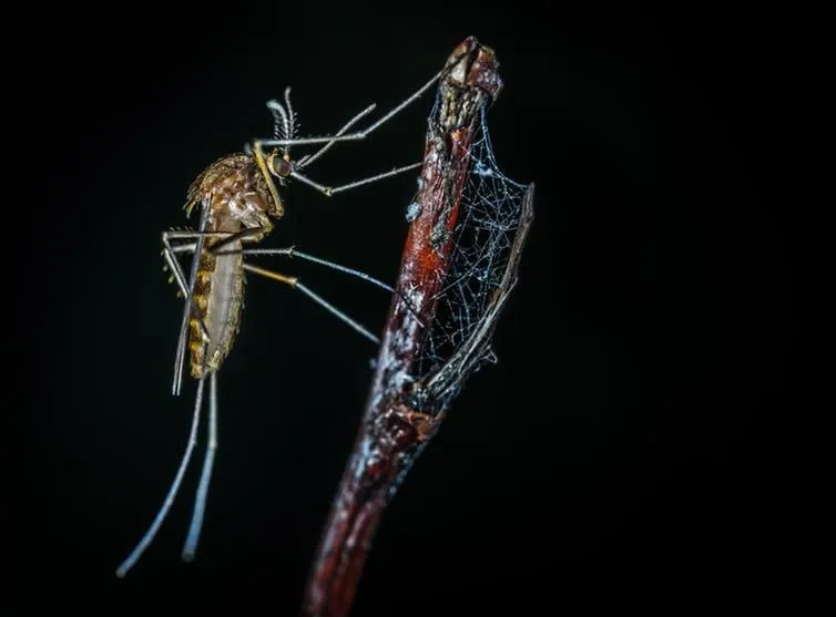 The tiny mosquito can be a big summer nuisance.