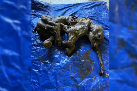 The trunk, ears and tail of this baby woolly mammoth, named&nbsp;Nun cho ga, are almost perfectly preserved.