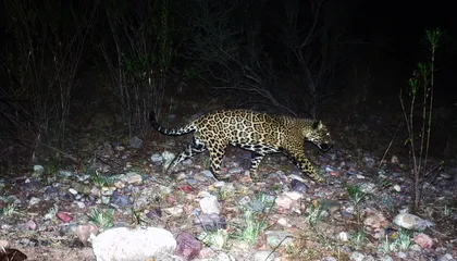How El Jefe, the Lone Arizona Jaguar Who Captivated a Nation in 2016, Became a 'Rock Star'