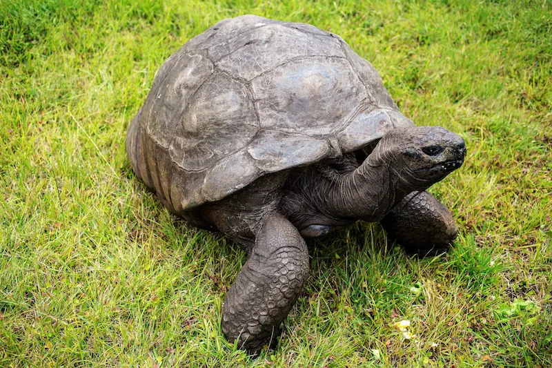 A giant tortoise on a lawn