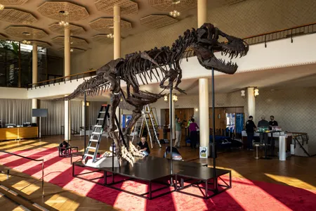 The T. Rex skeleton, named Trinity, in a photograph taken March 28. The skeleton&#39;s 293 bones come from three different specimens.
