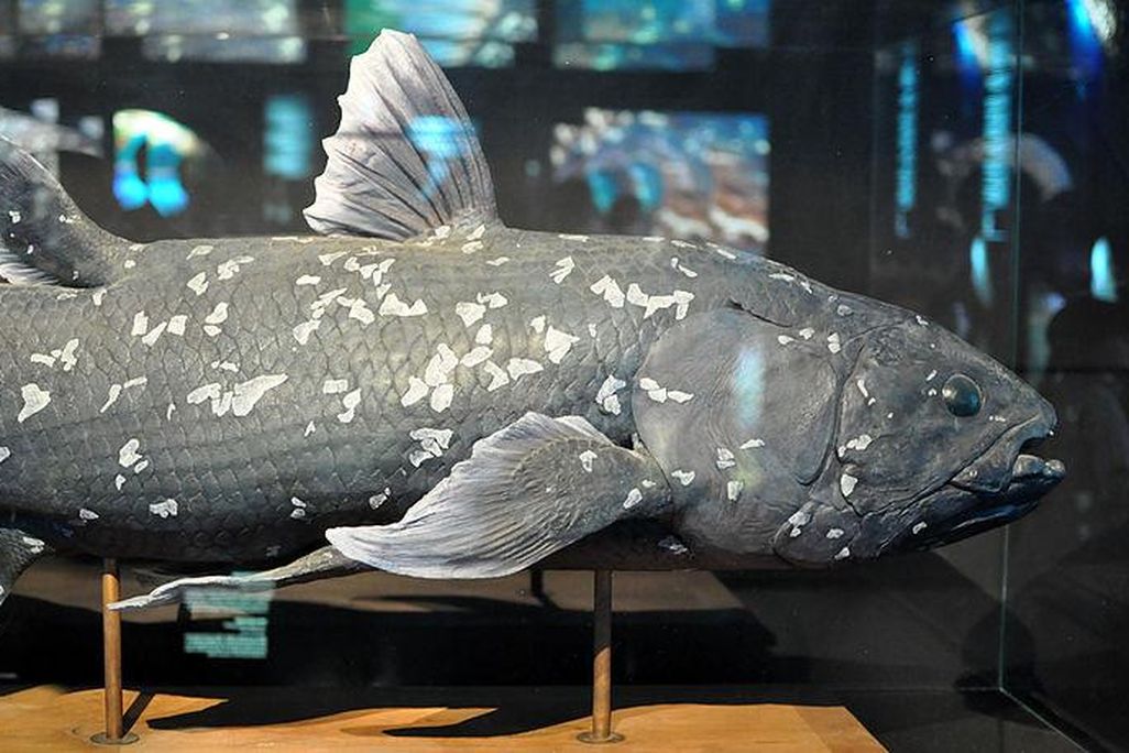 A replica of a West Indian Ocean Coelacanth. The fish is black with white spots and has a total of eight fins. 
