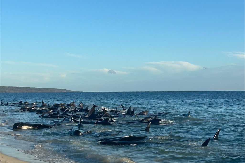 160 pilot whales stranded themselves along western Australian shores on Thursday morning