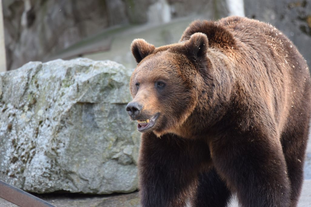 Swedish Brown Bear
