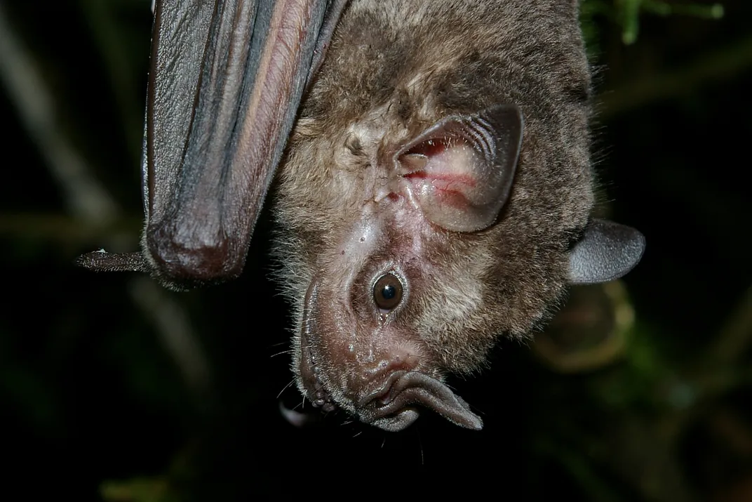 Jamaican fruit bats