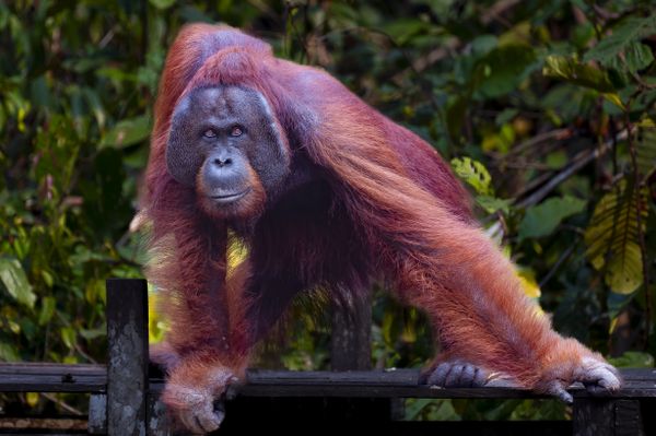 A young Male Orangutan thumbnail