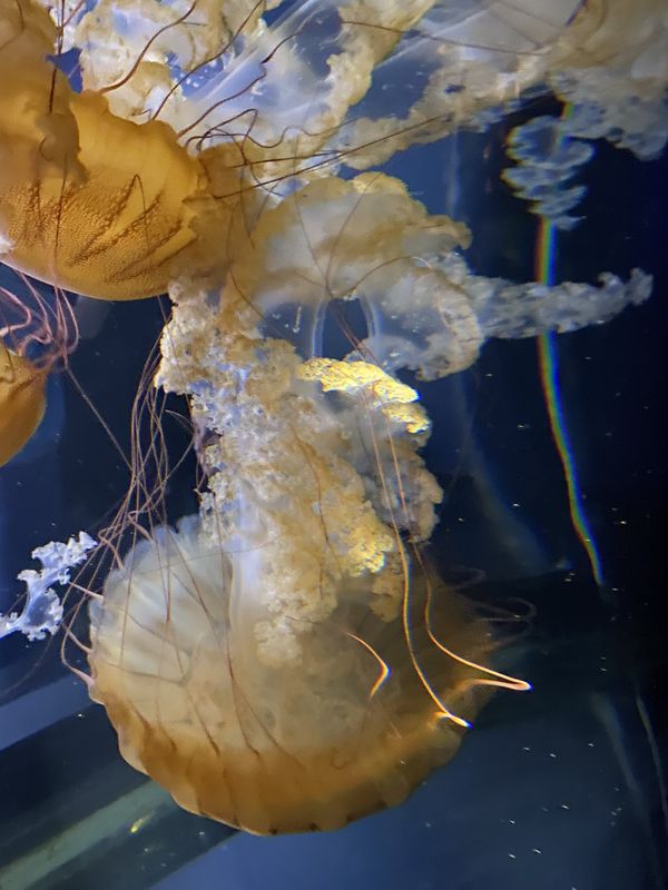 Amazing Jellyfish! thumbnail