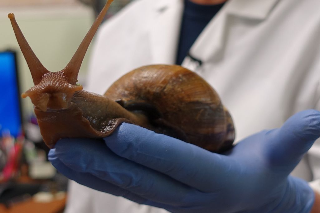 A scientist holds a large land snail in their hand