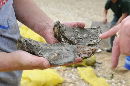 The Billion Oyster Project is trying to help restore oysters to New York City's waterways.