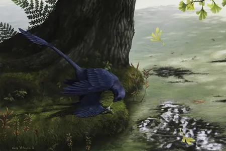 A Microraptor, a small four-winged dinosaur that could fly, eats a fish.