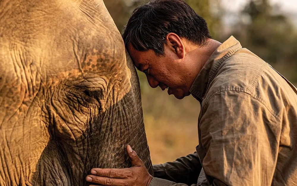 social media Smithsonian associate Aung Myo Chit soothes an elephant 