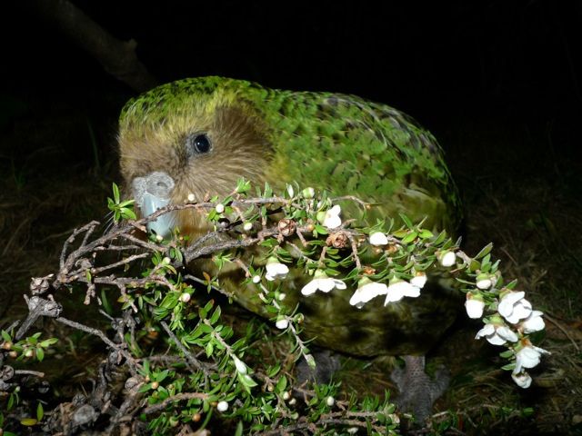 New Zealand’s kakapo
