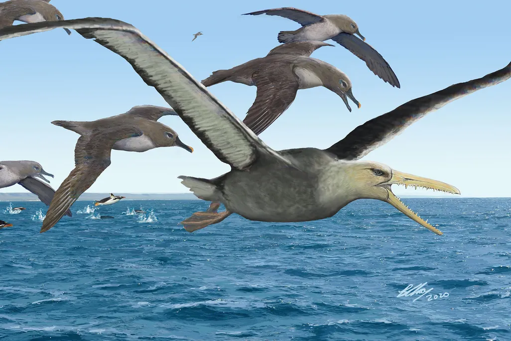 Pelagornithid