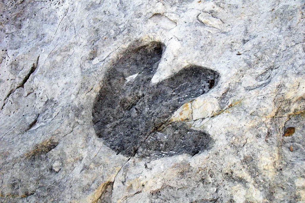 A three-toed footprint in a fossil