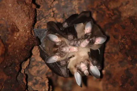 Researchers often observed a family of bats roosting together in tight &quot;cuddle balls.&quot;