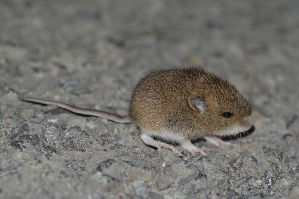 french woodmouse.jpg
