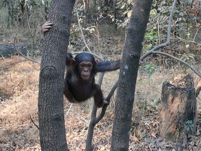 C&eacute;sar, one of the kidnapped chimpanzees