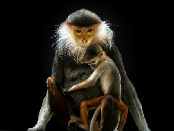 The First Bond thumbnail